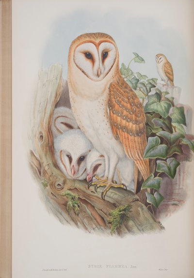 Strix Flammea, John Gould