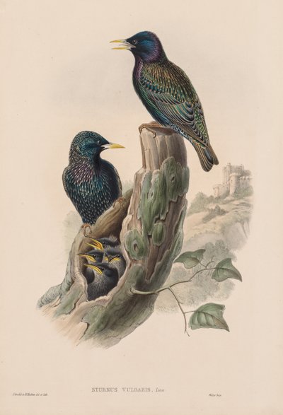 Sturnur Vulgaris by John Gould