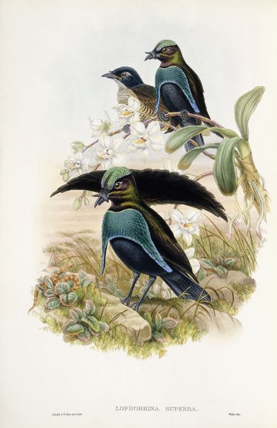 Muhteşem Cennet Kuşu by John Gould
