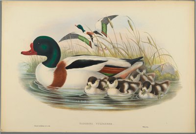 Tadorna Vulpanser: Sheldrake (dokuma kağıt üzerinde renkli lito) by John Gould