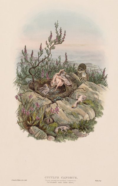 Büyük Britanya Kuşları: Cuculus canorus. by John Gould