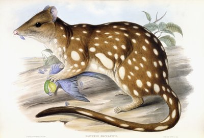 Kaplan Quoll by John Gould