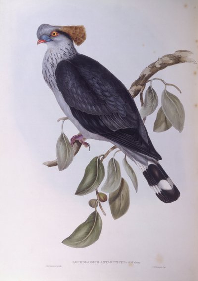 Topknot güvercin (Lopholaimus antarcticus), John Gould tarafından gravür by John Gould