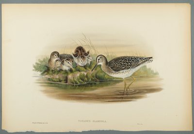 Totanus Glareola - Ahşap Sandpiper (dokuma kağıt üzerinde renkli lito) by John Gould