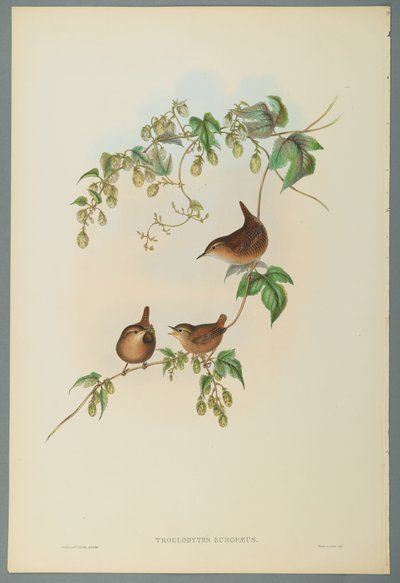 Troglodytes Europaeus - Ortak Çit (dokuma kağıt üzerinde renkli lito) by John Gould