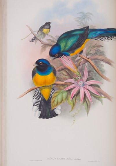 Trogon Ramoniana, John Gould