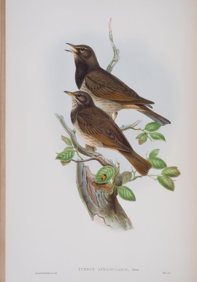 Turdis Atrogularis, John Gould