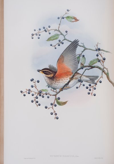 Turdus Illacus, John Gould
