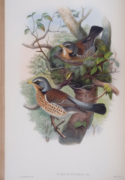 Turdus Pilaris, John Gould