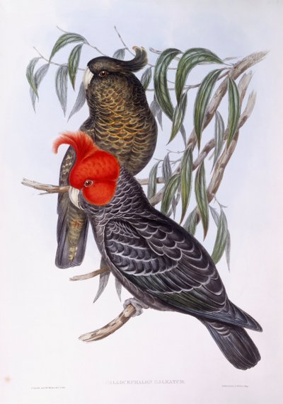 Dalda tüneyen iki papağan, oyma by John Gould
