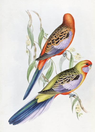 Bilinmeyen resim by John Gould