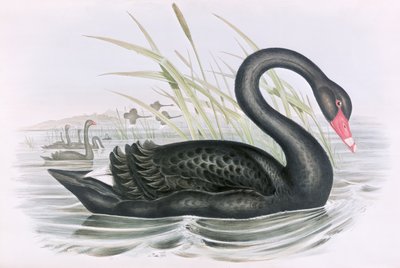 Bilinmeyen resim by John Gould