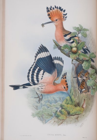 Upupa Epops, John Gould