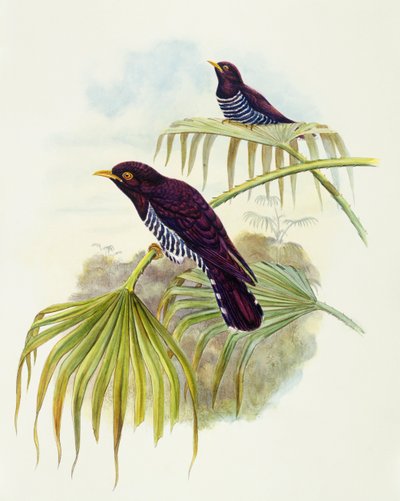 Menekşe guguk kuşu (Chrysococcyx xanthorhynchus), John Gould tarafından gravür by John Gould