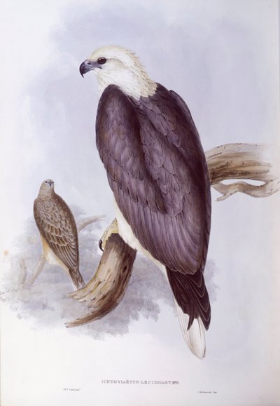 Ak karınlı balık kartalı (Haliaeetus leucogaster), John Gould tarafından gravür by John Gould