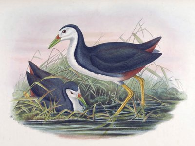 Ak göğüslü Waterhen Amaurornis phoenicurus (Flama) by John Gould