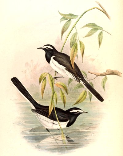 Ak kaşlı Kuyruksallayan (Büyük Alaca Kuyruksallayan) Motacilla maderaspatensis Gmelin by John Gould