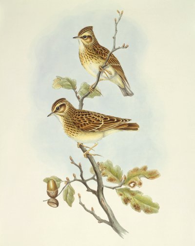 Ahşap domuz yağı (Lullula arborea), John Gould tarafından gravür by John Gould