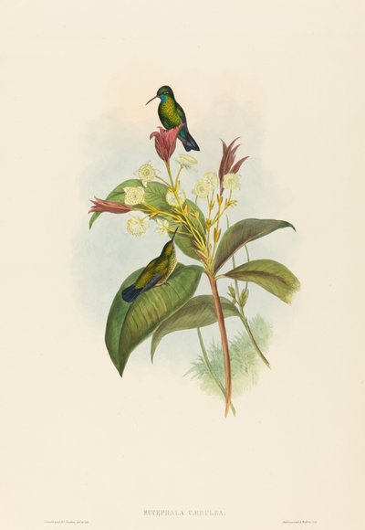 Eucephala caerulea (Mavi Çeneli Safir) by John Gould and H.C. Richter