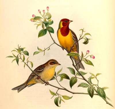 Kızıl saçlı Bunting Emberiza bruniceps Brandt by John Gould and Henry C. Richter
