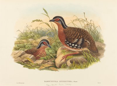 Kızıl Göğüslü Bambu Keklik (Bambusicola Hyperythra) by John Gould and W. Hart