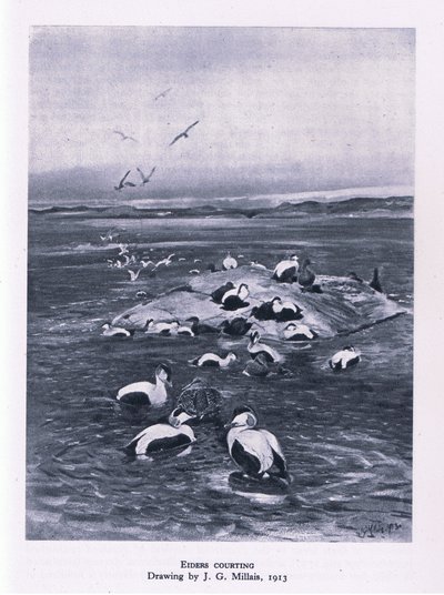 Eiders flört ediyor, İngiltere