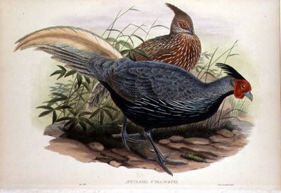 Euplocamus Lineatus, T. Walter, Londra, pub tarafından oyulmuş. 1850-83 arası (el boyaması taş) by John and Hart William (after) Gould