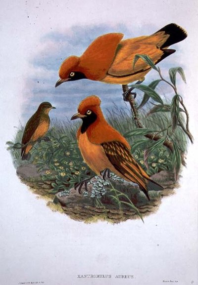Xanthomelus Aureus (renkli taş) by John and Hart William Gould