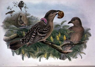 Chlamydera Orientalis (renkli taş) by John and Hart William Gould