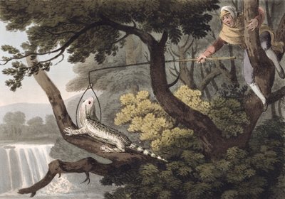 Matthew Dubourg (fl.1785-1820) tarafından kazınmış Meksikalı Kertenkele Yakalayıcı, Edward Orme tarafından yayınlandı, 1813 by John Heaviside Clark