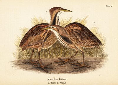 Amerikan balabanı, Botaurus lentiginosus, erkek 1, dişi 2 by John James (after) Audubon
