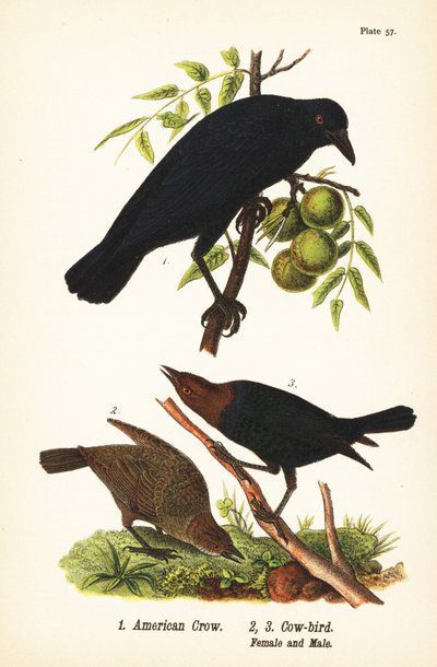 Amerikan kargası, Corvus brachyrhynchos 1 ve kahverengi başlı inek kuşu, Molotrus ater, dişi 2 ve erkek 3 by John James (after) Audubon