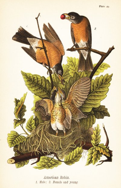 Amerikan robin, Turdus migratorius, erkek 1, dişi 2 ve yuvada genç by John James (after) Audubon