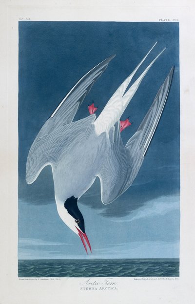  by John James (after) Audubon