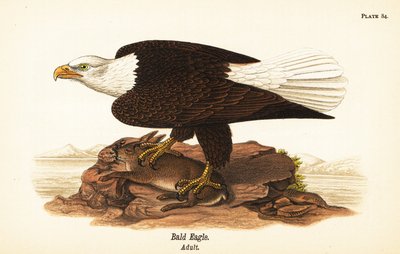 Kel kartal, Haliaeetus leucocephalus, tavşan avı olan yetişkin by John James (after) Audubon