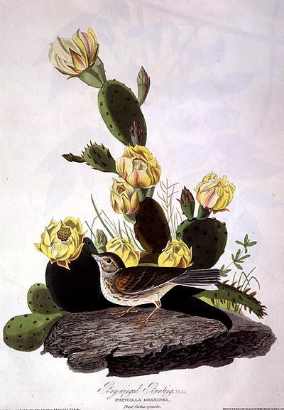 Bay-Winged Bunting, 