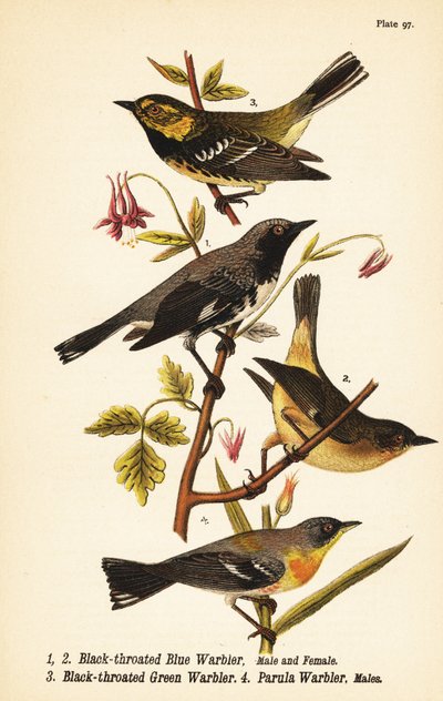 Siyah boğazlı mavi ötleğen, Setophaga caerulescens 1,2, kara boğazlı yeşil ötleğen, Setophaga virens 3 ve kuzey parula, Setophaga americana 4 by John James (after) Audubon