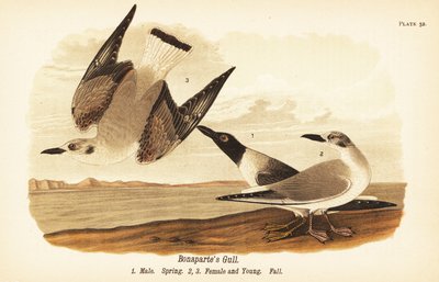 Bonaparte'ın martısı, Chroicocephalus philadelphia, erkek bahar 1, dişi 2 ve sonbahar tüylü genç 3 by John James (after) Audubon