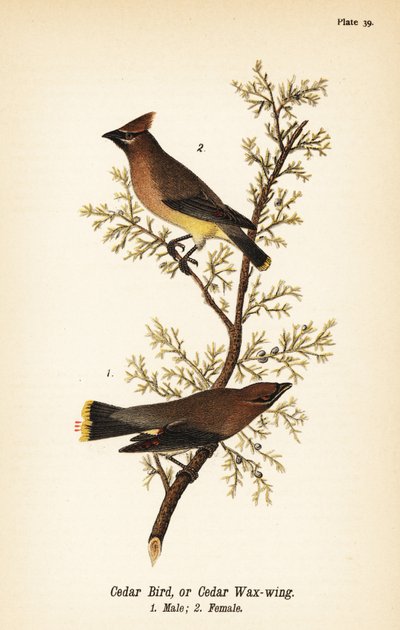 Sedir balmumu, Bombycilla cedrorum Sedir kuşu veya sedir balmumu kanadı, erkek 1, dişi 2 by John James (after) Audubon