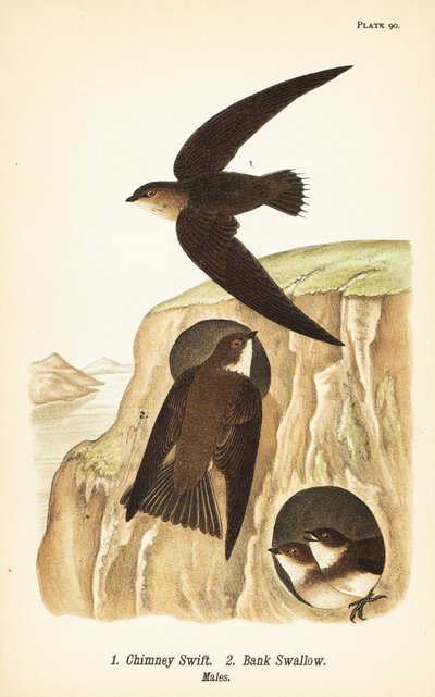 Baca hızlı, Chaetura pelagica 1, banka kırlangıç, Riparia riparia 2, erkekler by John James (after) Audubon