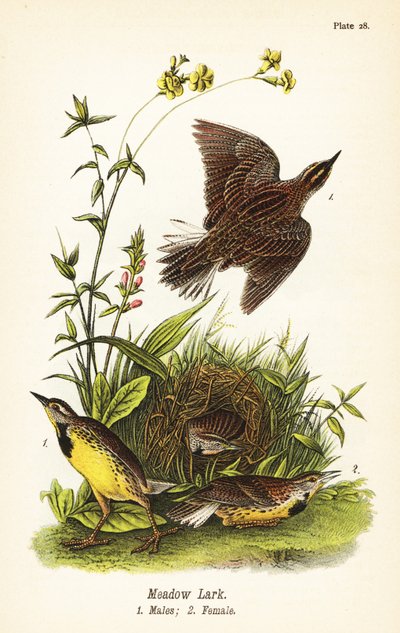 Doğu çayır kuşu, Sturnella magna by John James (after) Audubon