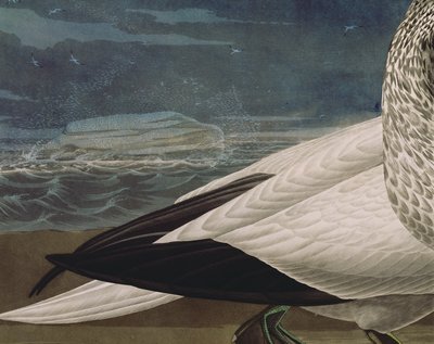 Robert Havell (1793-1878) tarafından oyulmuş 