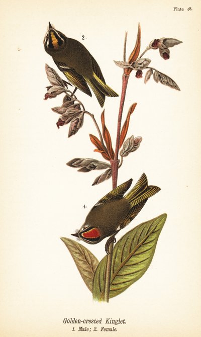 Altın taçlı kral, Regulus satrapa by John James (after) Audubon