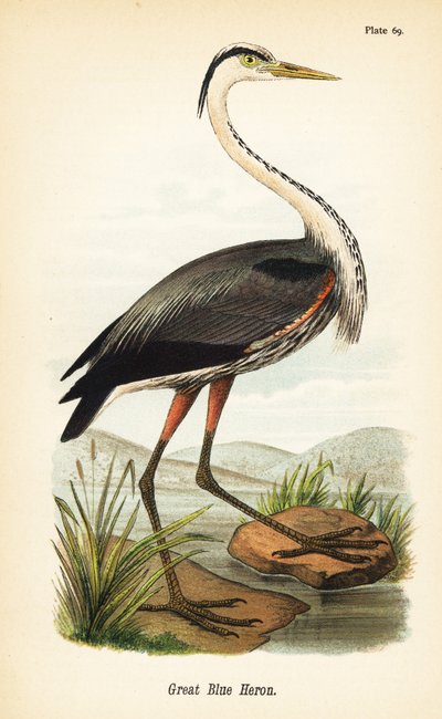 Büyük mavi balıkçıl, Ardea herodias by John James (after) Audubon