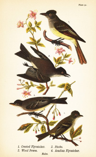 Büyük tepeli sinekkapan, Myiarchus crinitus 1, doğu phoebe, Sayornis phoebe 2, doğu ahşap pewee, Contopus virens 3 ve akadya sinekkapan, Empidonax virescens 4 by John James (after) Audubon