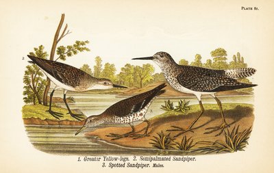 Büyük sarı bacaklar, Tringa melanoleuca 1, yarı palmiye kum kuşu, Calidris pusilla 2 ve benekli kum kuşu, Actitis macularius 3 by John James (after) Audubon