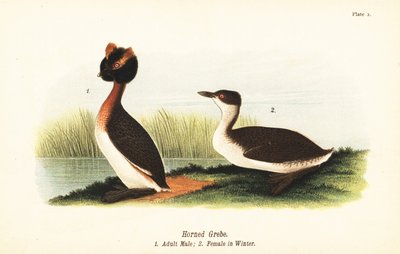 Boynuzlu batağan, Podiceps auritus, yetişkin erkek 1 ve kış tüylü dişi by John James (after) Audubon