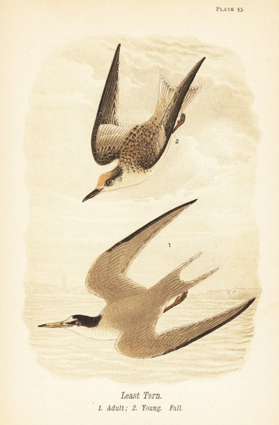En küçük sumru, Sternula antillarum, yetişkin 1, genç, sonbahar tüyleri 2 by John James (after) Audubon