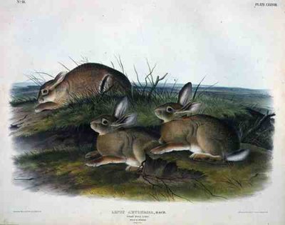Lepus Artemesia (Solucan Ahşap Tavşan), 