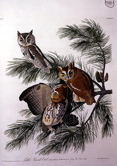 Robert Havell (1793-1878) tarafından oyulmuş 